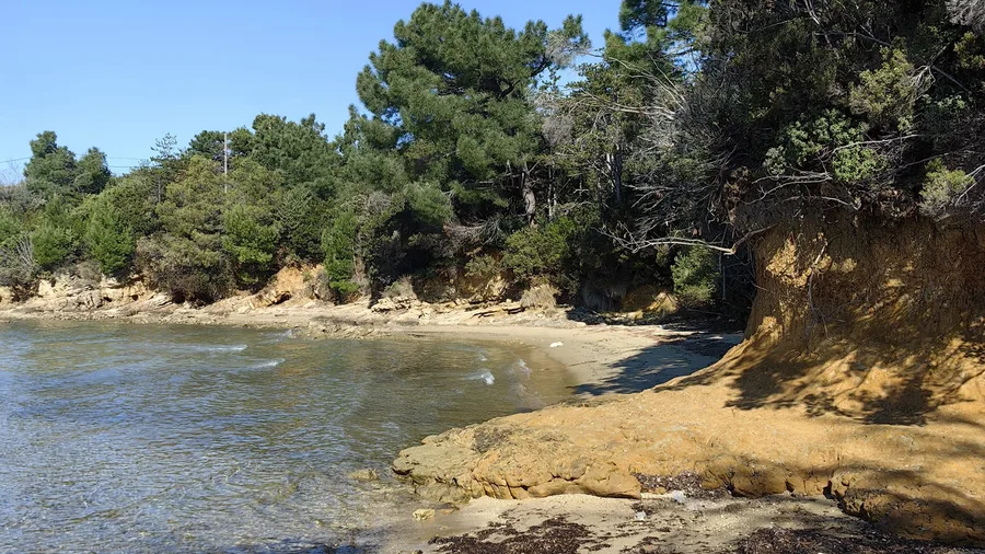 Hidden cove surrounded by pine trees