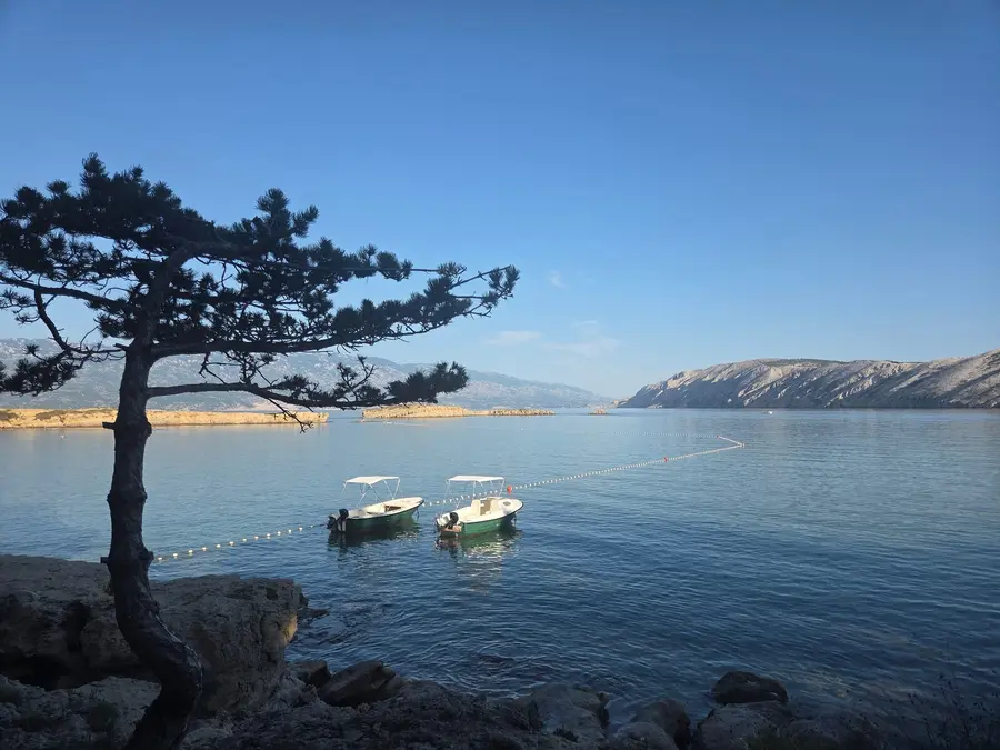 Pino e barche nella baia di Livačina