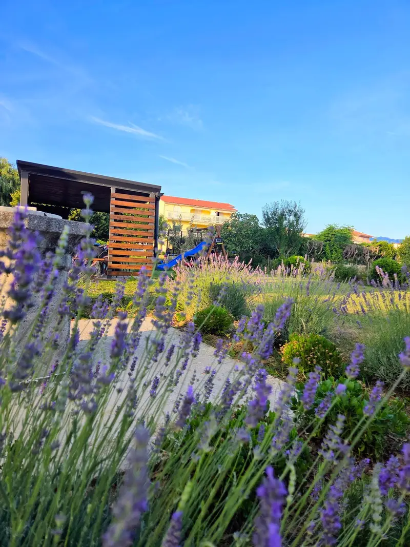 Garten mit Lavendel bei Sonnenuntergang