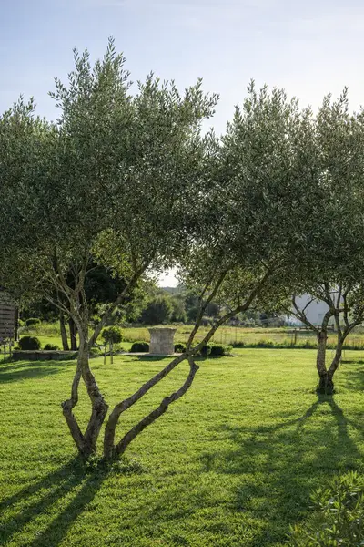 Garten mit Olivenbäumen